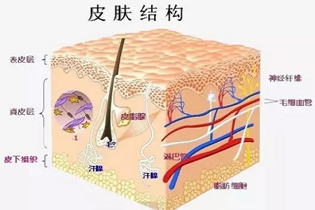 為什么瘦人也會(huì)有“肥胖紋”？