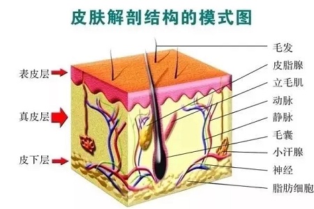 解密抗衰秘籍——中胚層療法