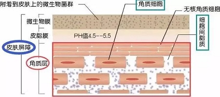 據(jù)說(shuō)62%的人不知道，原來(lái)自己是敏感肌